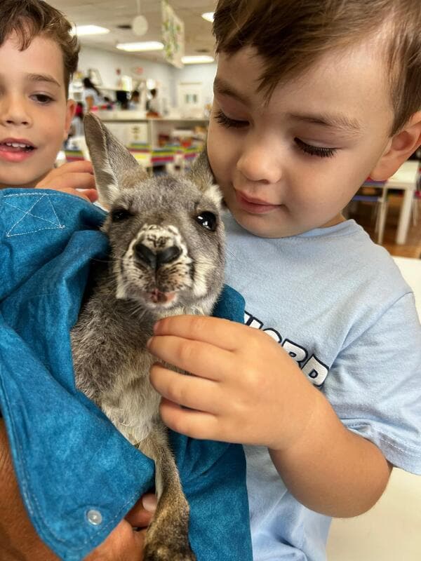 Students petting a kangaroo wrapped in a towel